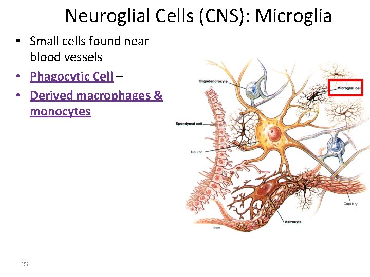 Neuroglial Cells (CNS): Microglia • Small cells found near blood vessels • Phagocytic Cell