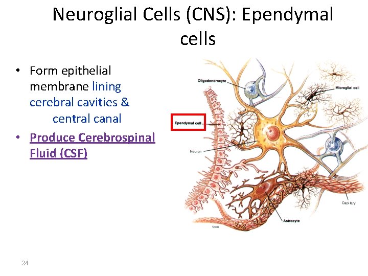 Neuroglial Cells (CNS): Ependymal cells • Form epithelial membrane lining cerebral cavities & central