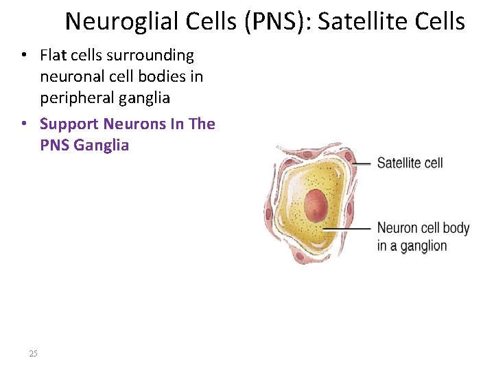 Neuroglial Cells (PNS): Satellite Cells • Flat cells surrounding neuronal cell bodies in peripheral