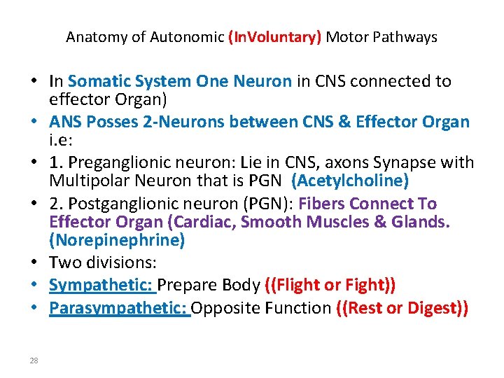 Anatomy of Autonomic (In. Voluntary) Motor Pathways • In Somatic System One Neuron in