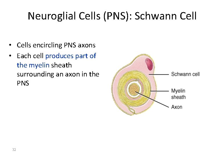 Neuroglial Cells (PNS): Schwann Cell • Cells encircling PNS axons • Each cell produces