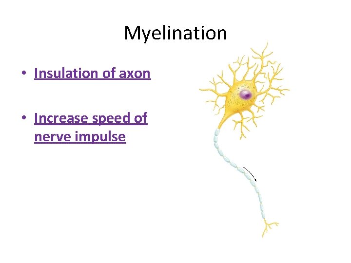 Myelination • Insulation of axon • Increase speed of nerve impulse 