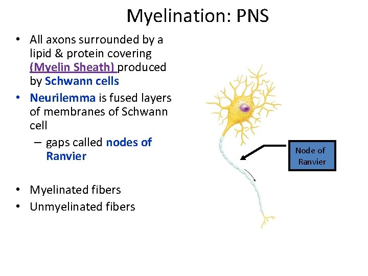 Myelination: PNS • All axons surrounded by a lipid & protein covering (Myelin Sheath)