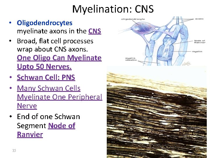 Myelination: CNS • Oligodendrocytes myelinate axons in the CNS • Broad, flat cell processes