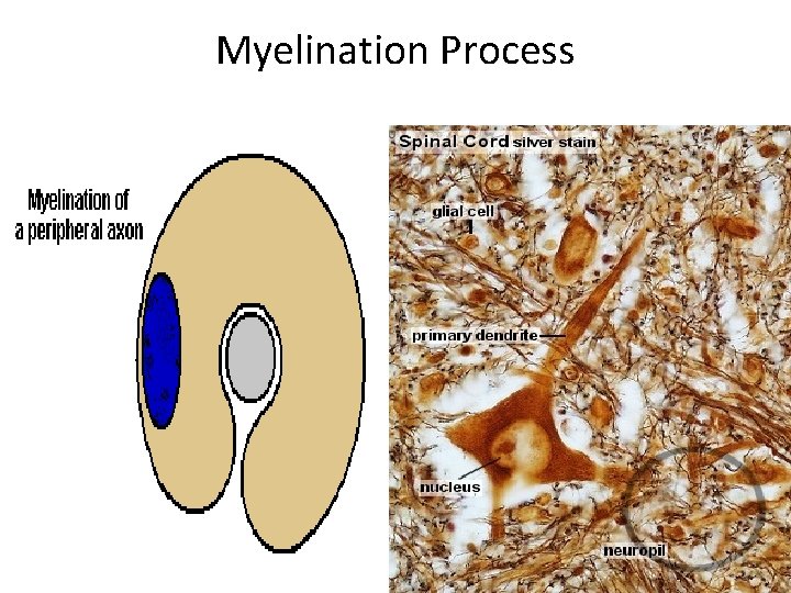 Myelination Process 