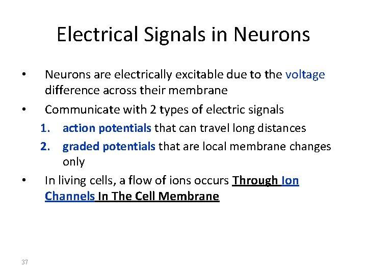 Electrical Signals in Neurons • • • 37 Neurons are electrically excitable due to