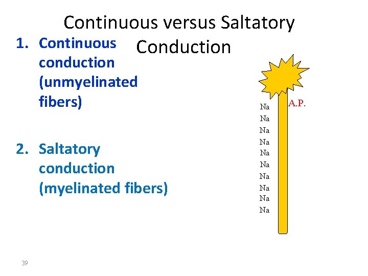 Continuous versus Saltatory 1. Continuous Conduction conduction (unmyelinated fibers) 2. Saltatory conduction (myelinated fibers)