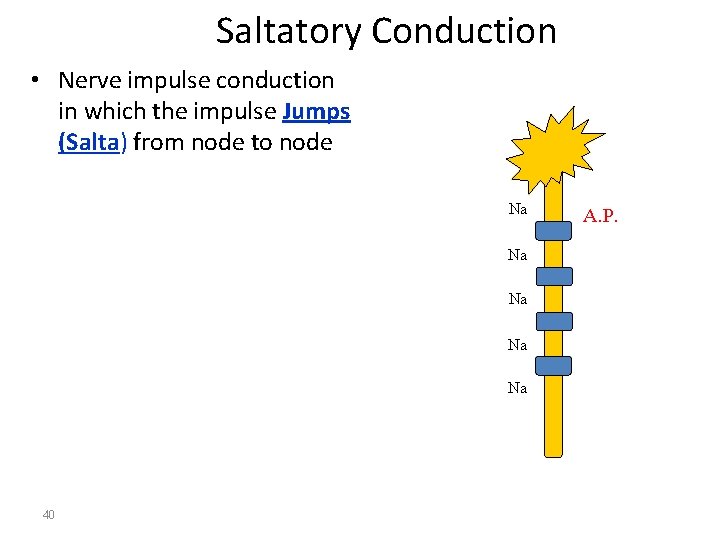 Saltatory Conduction • Nerve impulse conduction in which the impulse Jumps (Salta) from node