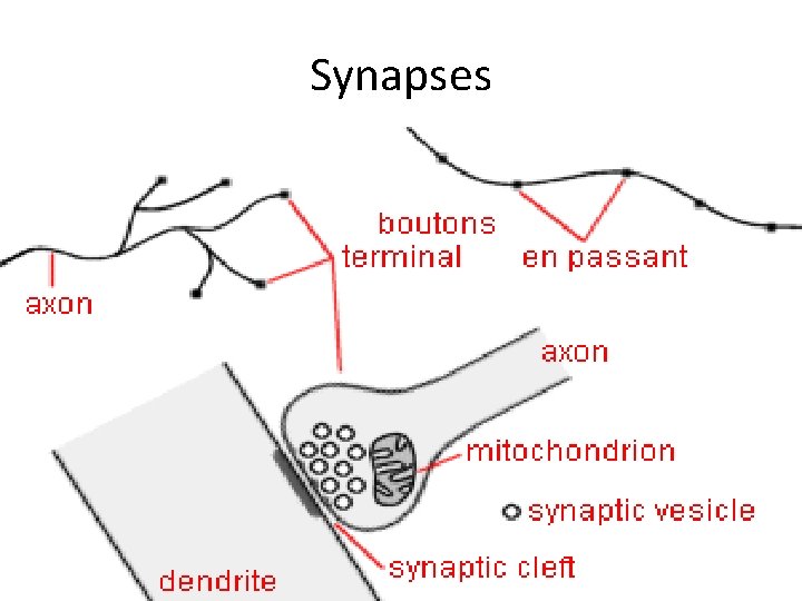 Synapses 