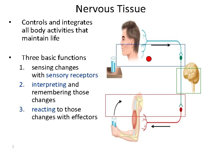 Nervous Tissue • Controls and integrates all body activities that maintain life • Three