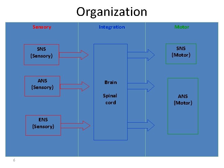 Organization Sensory Integration SNS (Motor) SNS (Sensory) ANS (Sensory) Brain Spinal cord ENS (Sensory)