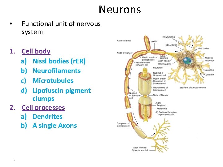 Neurons Functional unit of nervous system • 1. Cell body a) Nissl bodies (r.