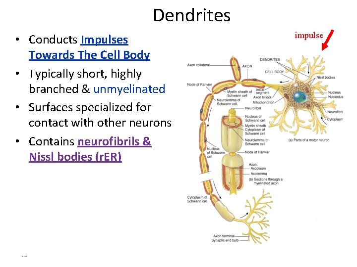 Dendrites • Conducts Impulses Towards The Cell Body • Typically short, highly branched &