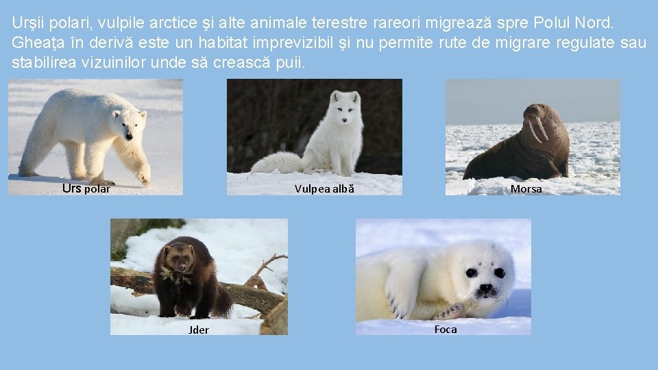 Urşii polari, vulpile arctice şi alte animale terestre rareori migrează spre Polul Nord. Gheaţa