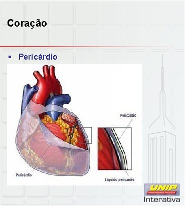 Coração § Pericárdio 