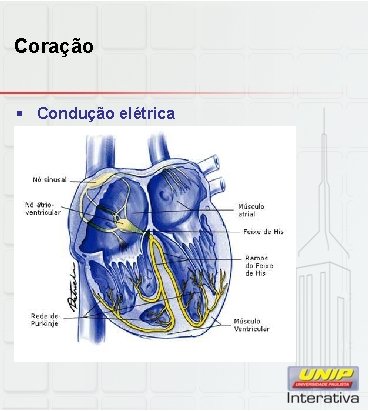 Coração § Condução elétrica 