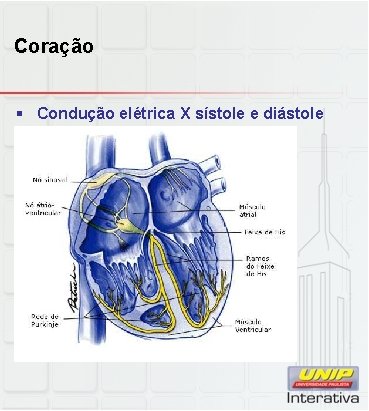 Coração § Condução elétrica X sístole e diástole 