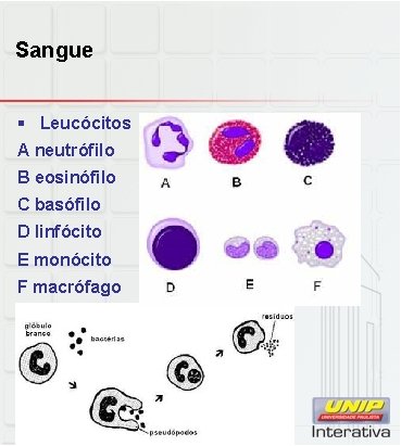 Sangue § Leucócitos A neutrófilo B eosinófilo C basófilo D linfócito E monócito F
