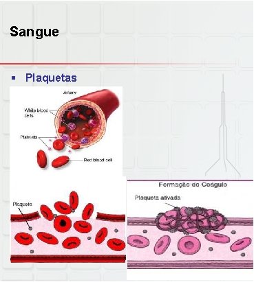 Sangue § Plaquetas 