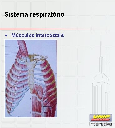Sistema respiratório § Músculos intercostais 