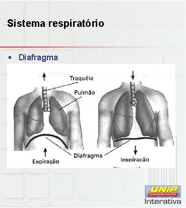 Sistema respiratório § Diafragma 