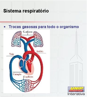Sistema respiratório § Trocas gasosas para todo o organismo 