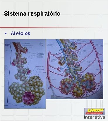 Sistema respiratório § Alvéolos 