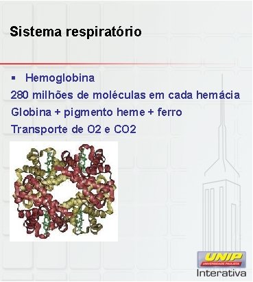 Sistema respiratório § Hemoglobina 280 milhões de moléculas em cada hemácia Globina + pigmento