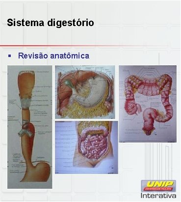 Sistema digestório § Revisão anatômica 