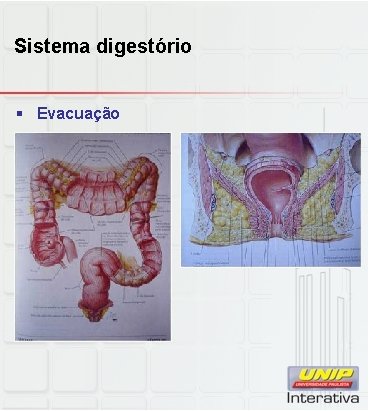 Sistema digestório § Evacuação 