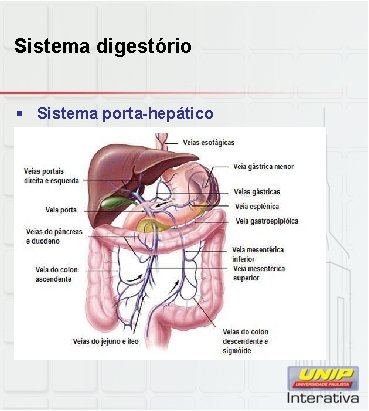 Sistema digestório § Sistema porta-hepático 