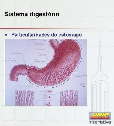 Sistema digestório § Particularidades do estômago 