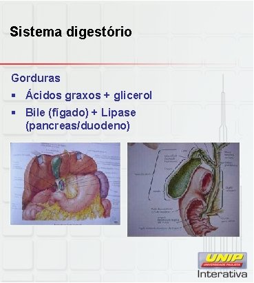 Sistema digestório Gorduras § Ácidos graxos + glicerol § Bile (fígado) + Lipase (pancreas/duodeno)