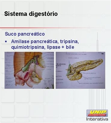 Sistema digestório Suco pancreático § Amilase pancreática, tripsina, quimiotripsina, lipase + bile 