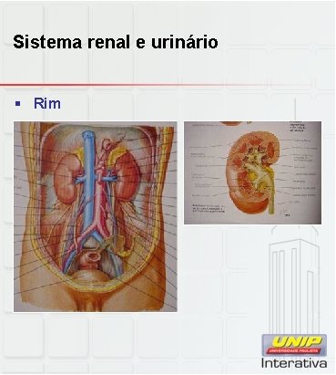 Sistema renal e urinário § Rim 