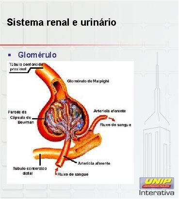 Sistema renal e urinário § Glomérulo 