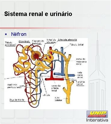 Sistema renal e urinário § Néfron 
