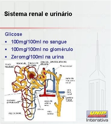 Sistema renal e urinário Glicose § 100 mg/100 ml no sangue § 100 mg/100