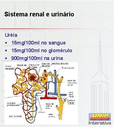 Sistema renal e urinário Uréia § 15 mg/100 ml no sangue § 15 mg/100