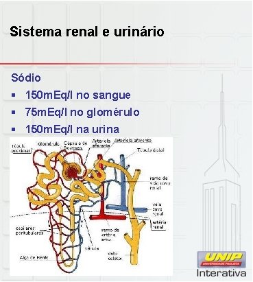 Sistema renal e urinário Sódio § 150 m. Eq/l no sangue § 75 m.