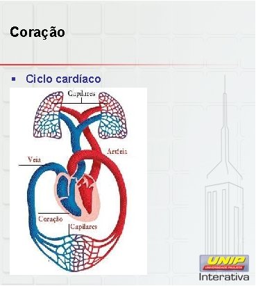 Coração § Ciclo cardíaco 