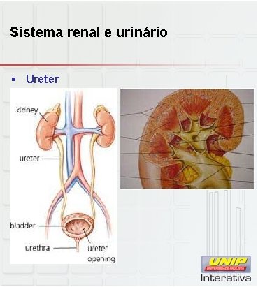 Sistema renal e urinário § Ureter 