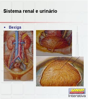 Sistema renal e urinário § Bexiga 