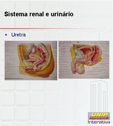 Sistema renal e urinário § Uretra 