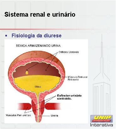 Sistema renal e urinário § Fisiologia da diurese 