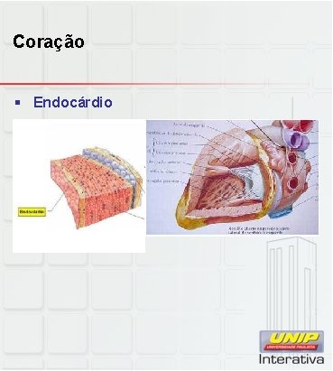 Coração § Endocárdio 