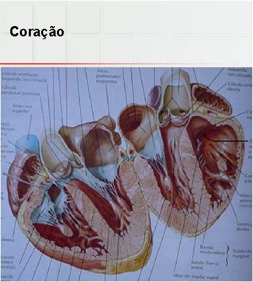 Coração § Miocárdio 