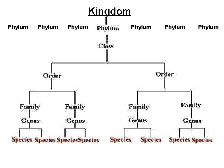 Kingdom Phylum Phylum Kingdom Phylum Phylum