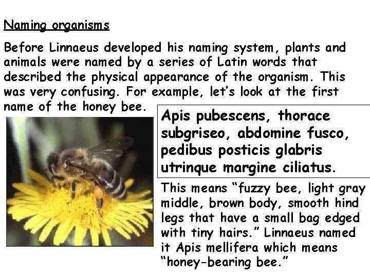 Naming organisms Before Linnaeus developed his naming system, plants and animals were named by Naming organisms Before Linnaeus developed his naming system, plants and animals were named by