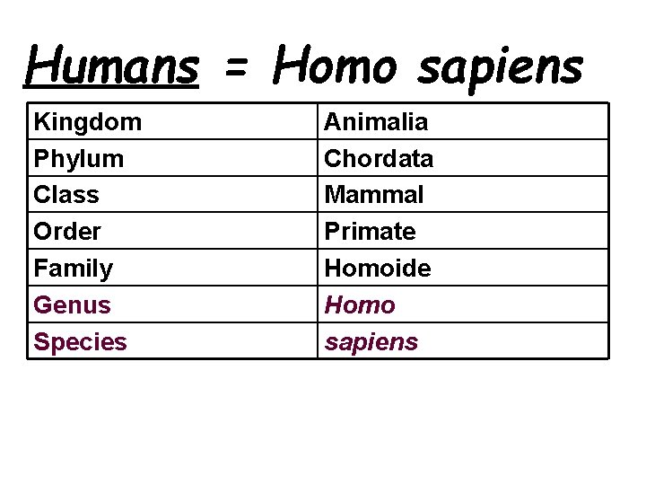 Humans = Homo sapiens Kingdom Phylum Class Order Family Genus Species Animalia Chordata Mammal Humans = Homo sapiens Kingdom Phylum Class Order Family Genus Species Animalia Chordata Mammal